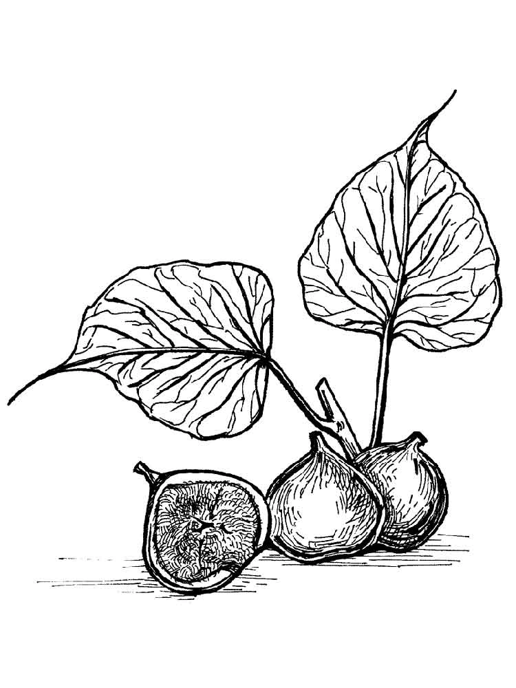 Coloring antistress fig with leaves